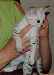 F2 savannah kittens looking for a new home