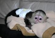 intelligent capuchin monkey for a good home